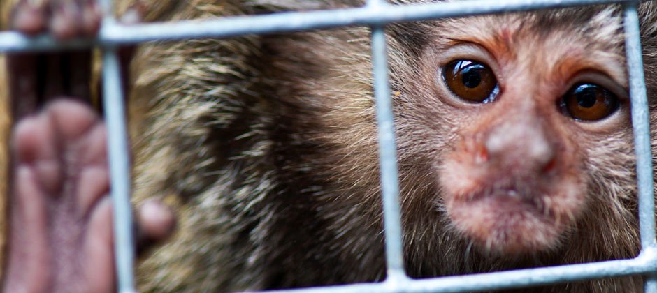 Australia's secret primate experiments | Animals Australia