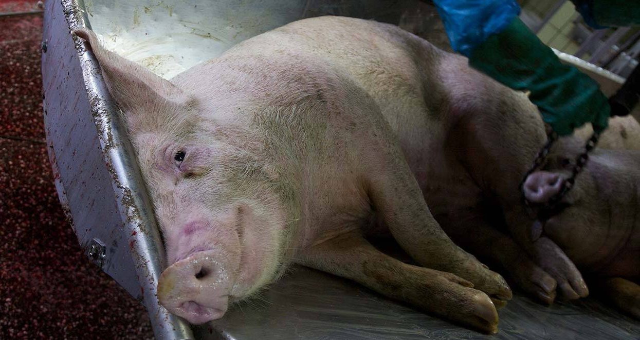 a pig lies on a metal tray in a slaughterhouse