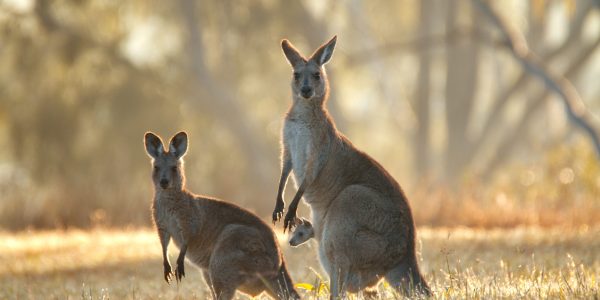 A kangaroo family standing in the field and looking towards camera.