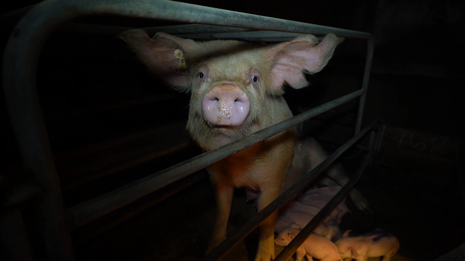 A pig looking out of a sow stall