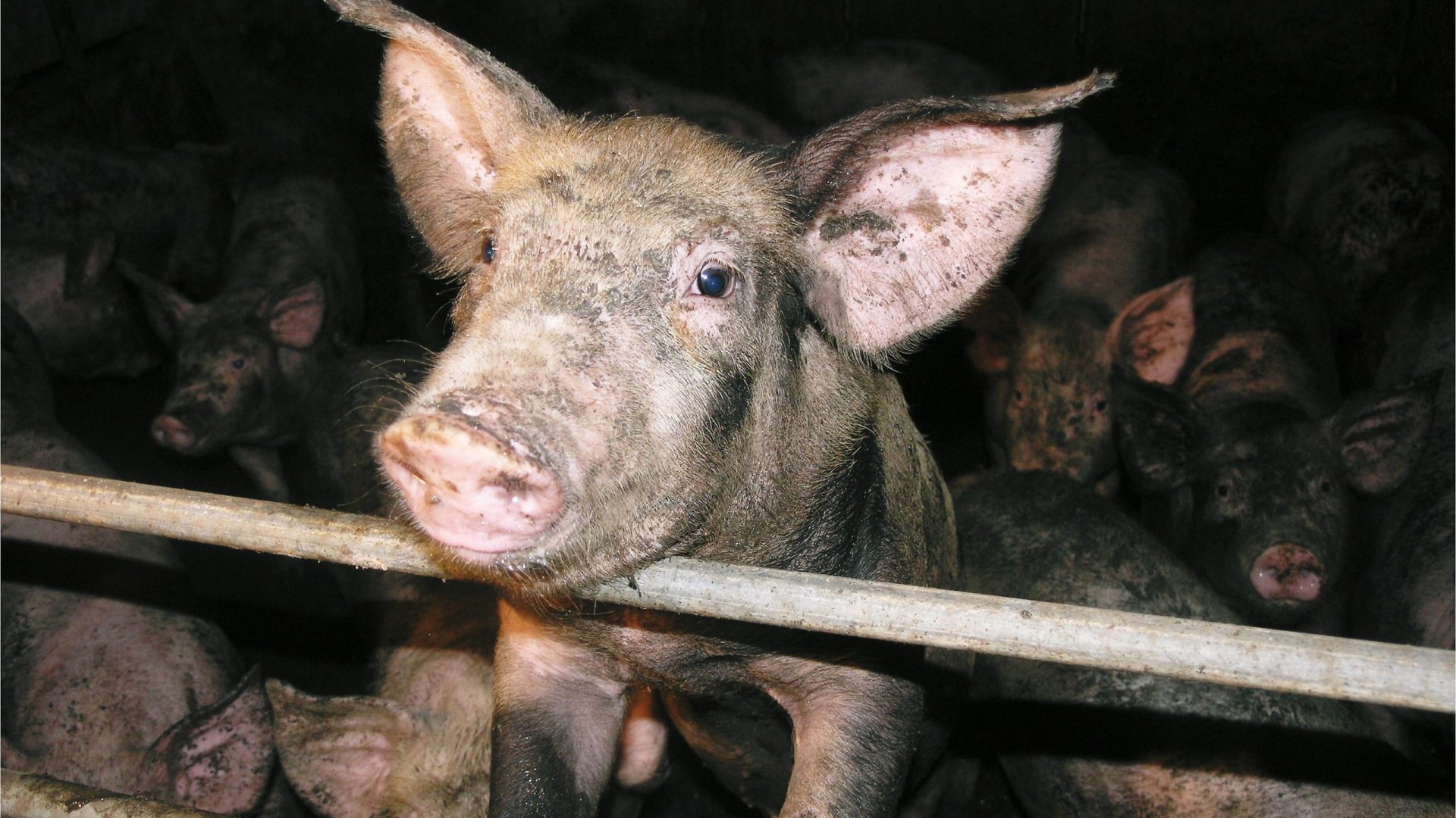 A young pig looking up towards camera from a crowded and dirty pig pen.