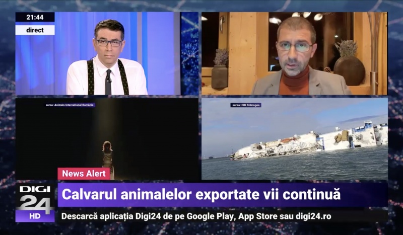 Gabi talking on Romanian national tv about a live export ship that capsized with thousands of sheep