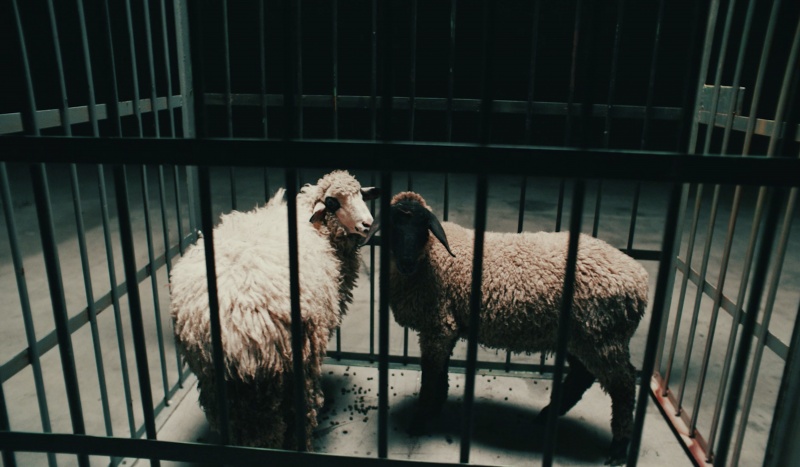 Two sheep in the cage photographed for the music campaign 