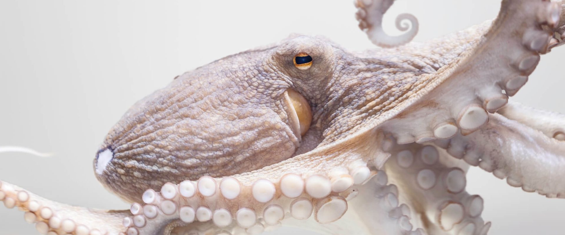 octopus sentience