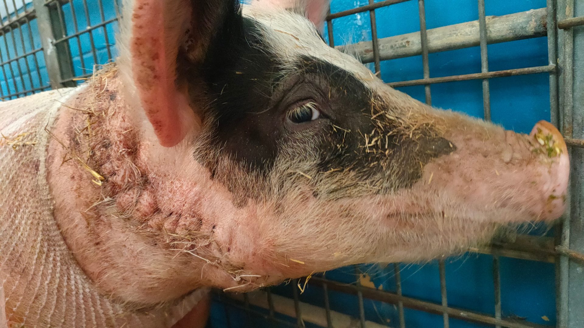 Jordy The Miracle Pig with visible scars on her neck