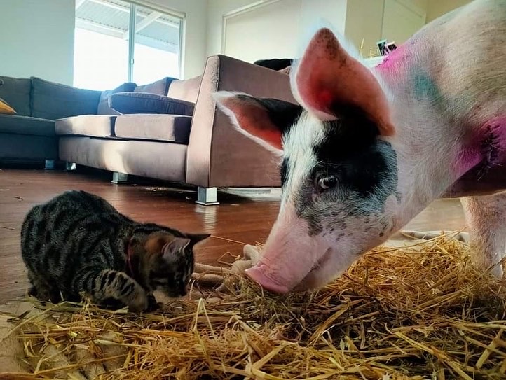 Jordy The Miracle pig with a little tabby cat