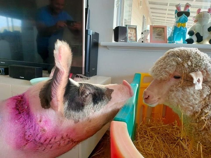 Jordy The Miracle pig befriending a sheep