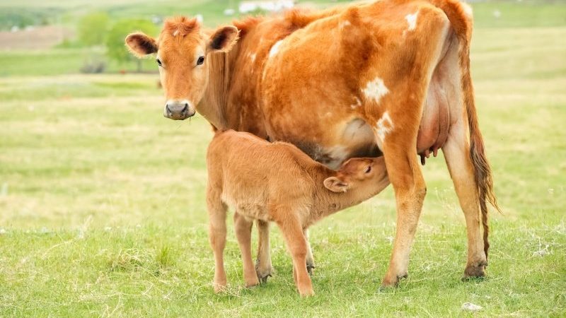 A dairy calf drinking milk from her mother cow standing on a green grass