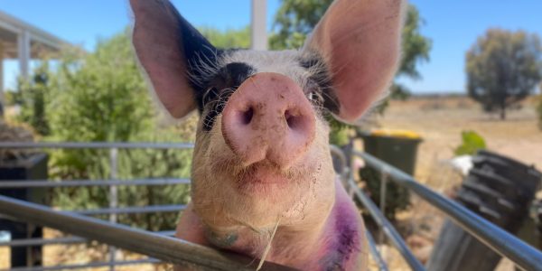 A close up of Jordy the rescued pig.