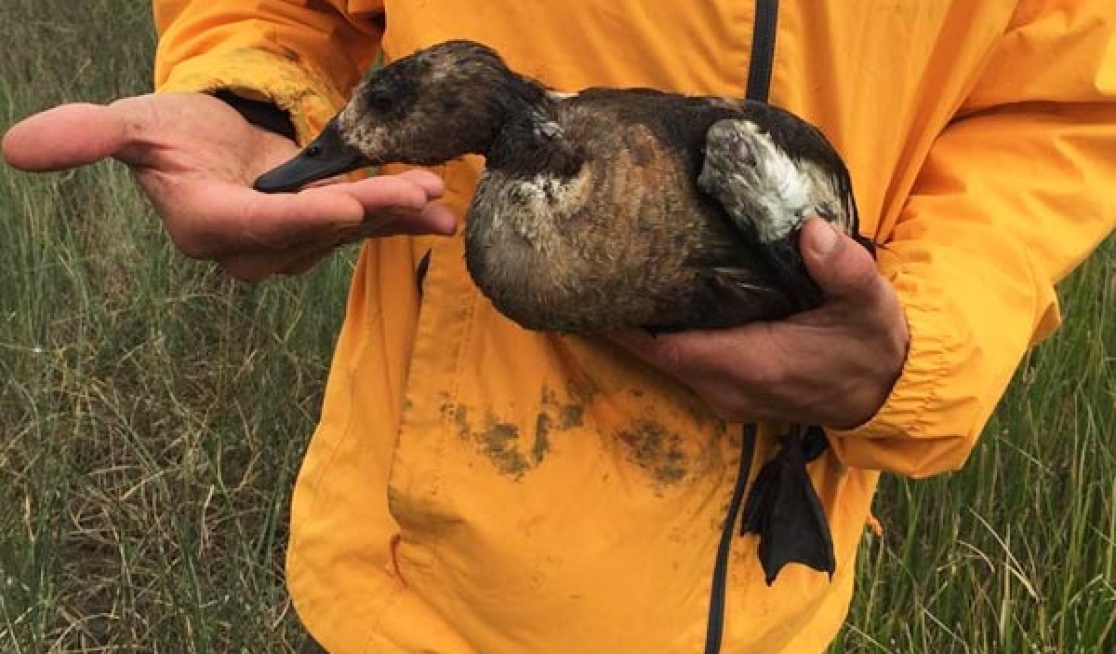 A animal rescuer holding a dead duck that was hot by duck shooter allowed by victorian government