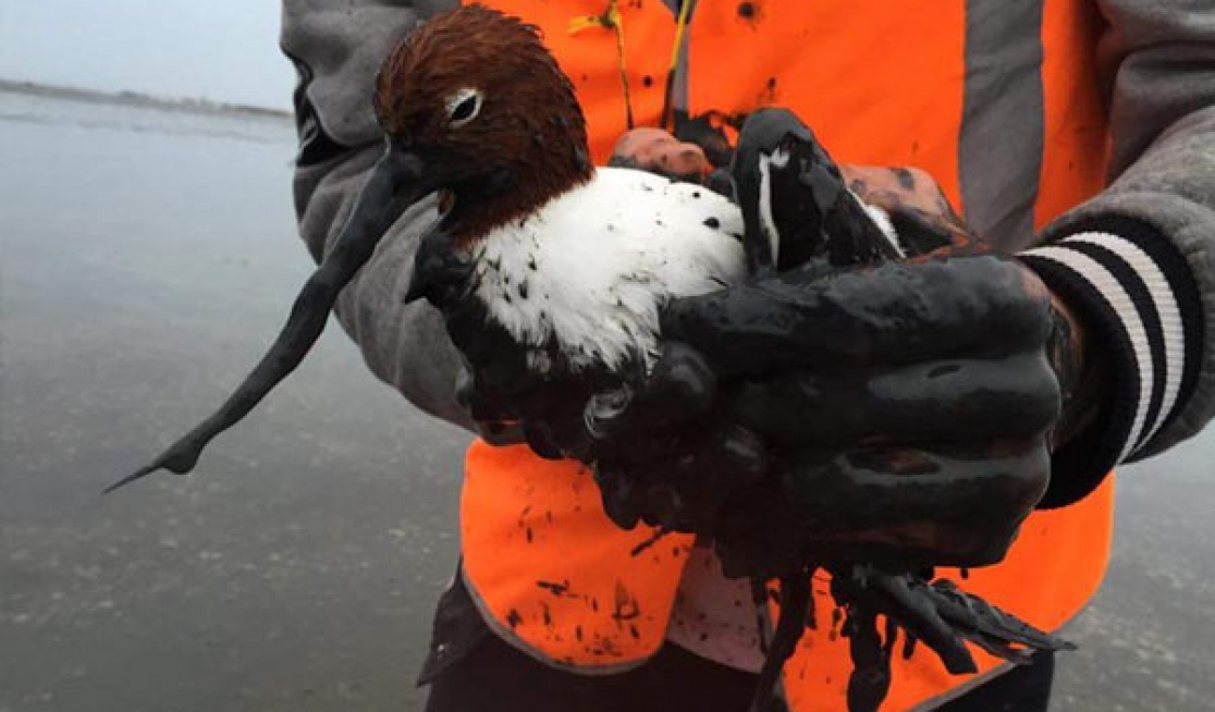 An injured bird in the hands of a rescuer.