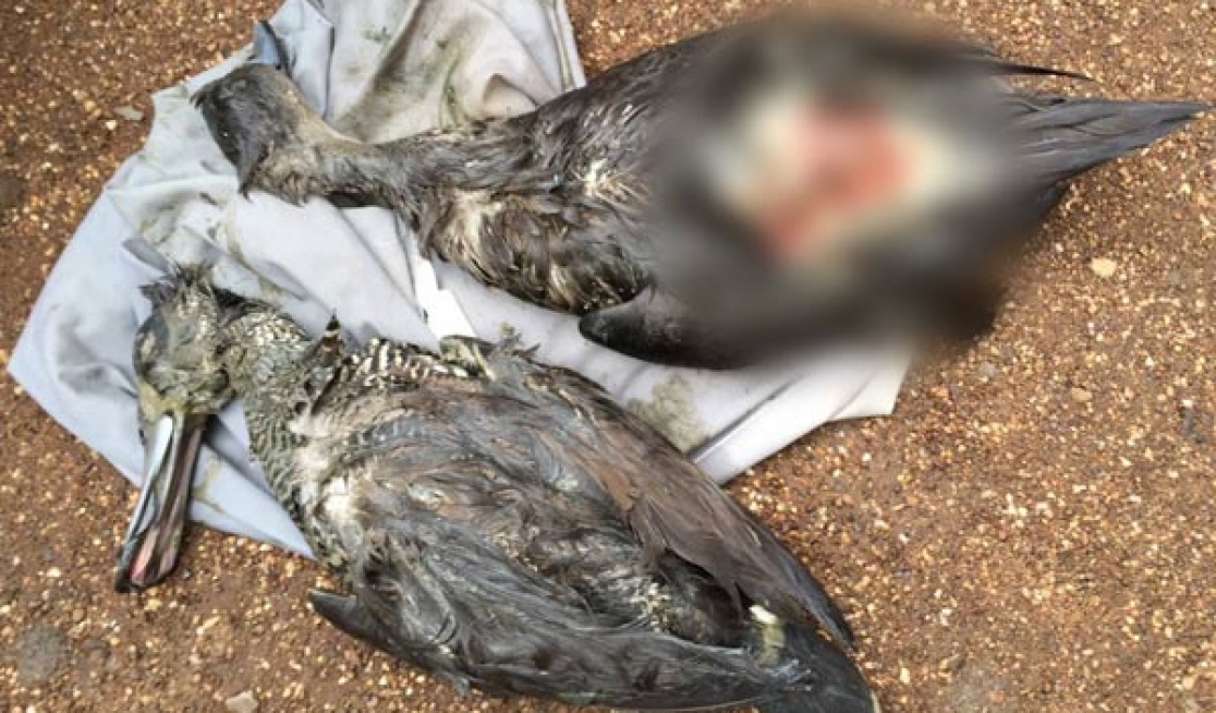 Two dead ducks shot by shooters in duck shooting season allowed by victorian government