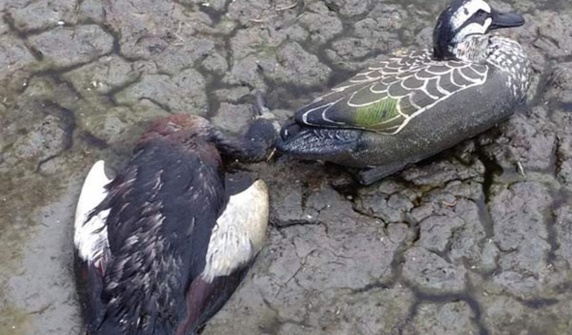 Two dead ducks shot by duck dhooters allowed by victorian government