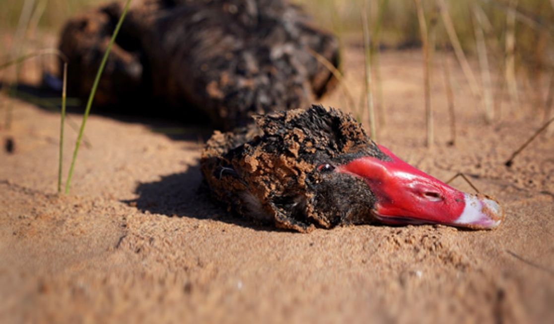 A dead duck laying on ground shot by the shooters in victoria, australia