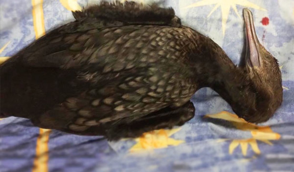 A dead duck shot by shooters laying down on bed sheep, blood spots can be seen