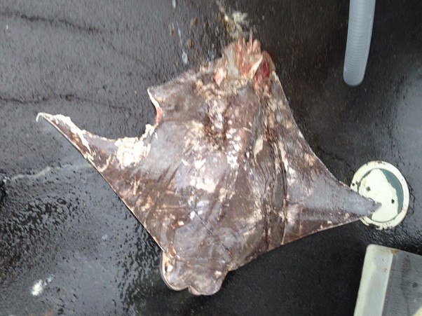 Ray Fish caught in shark netting