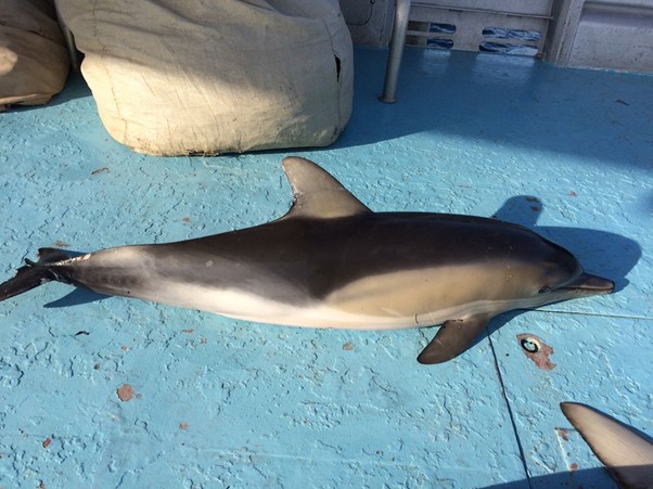 A dolphin caught in the shark netting