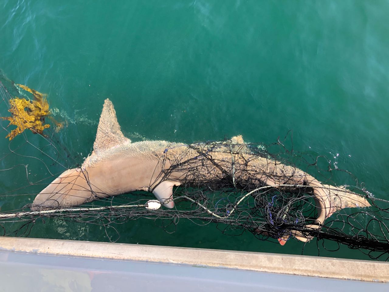 A shark caught in netting.