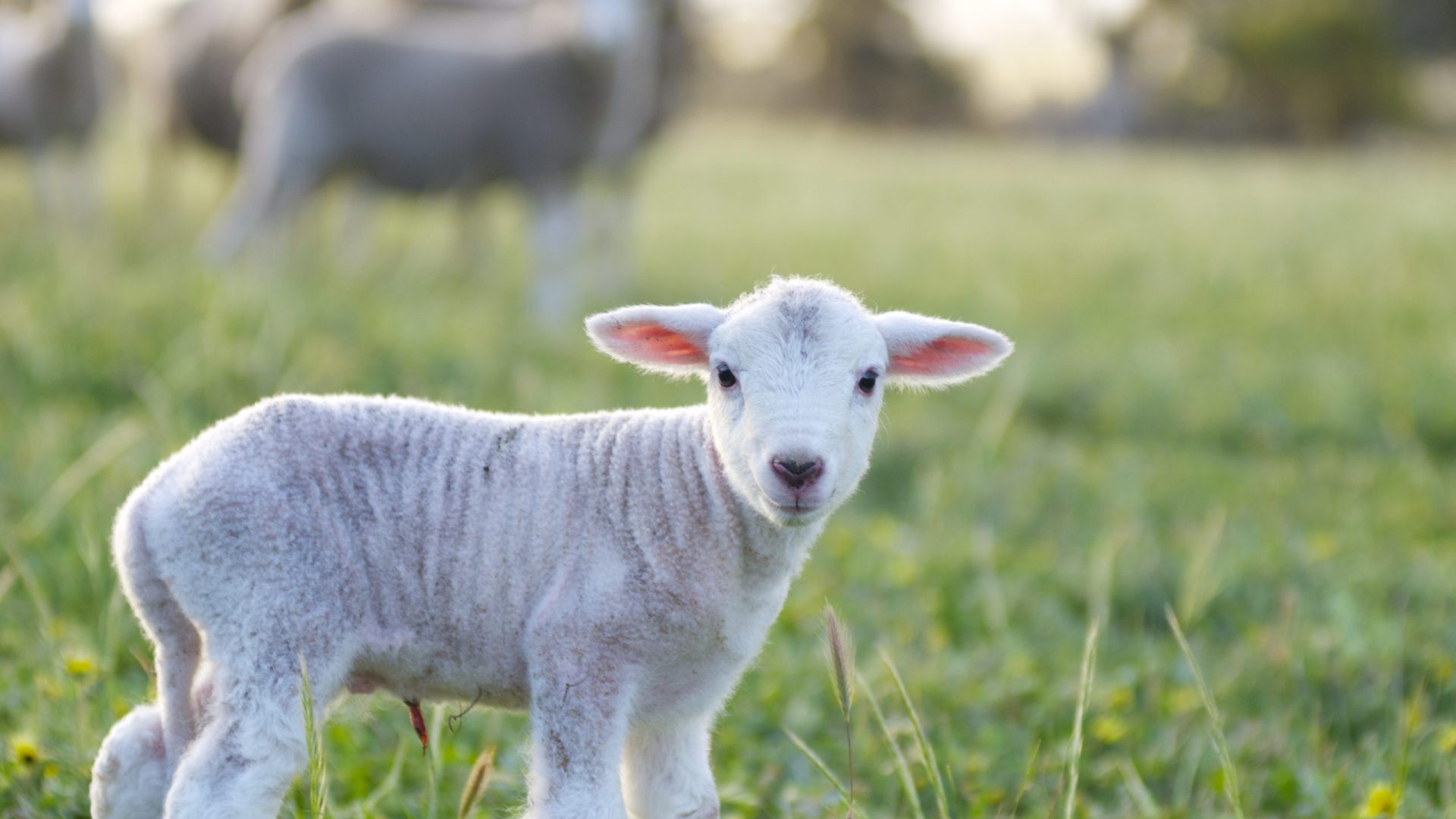 Very cute little lamb standing on grass