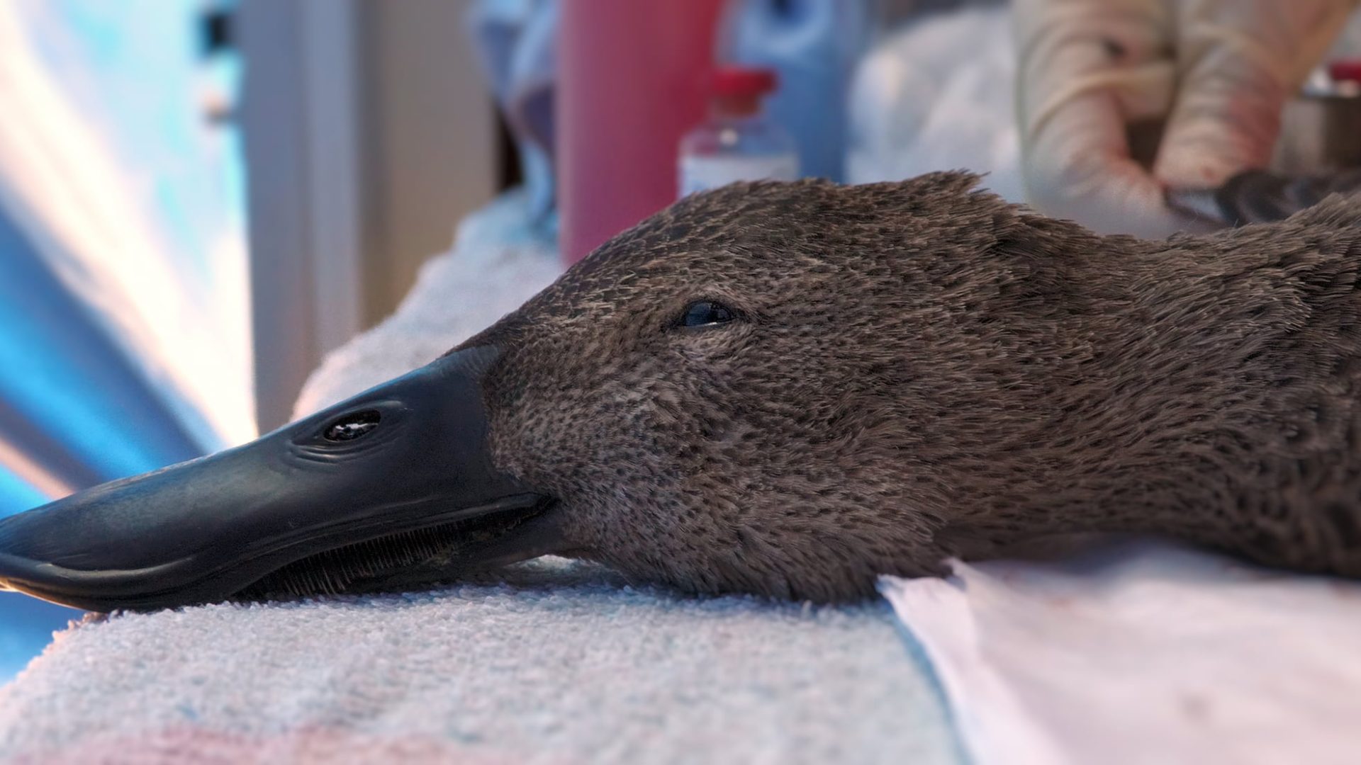 A close up of the face of a Blue-wing Shoveler who was shot, laying on the vet table.