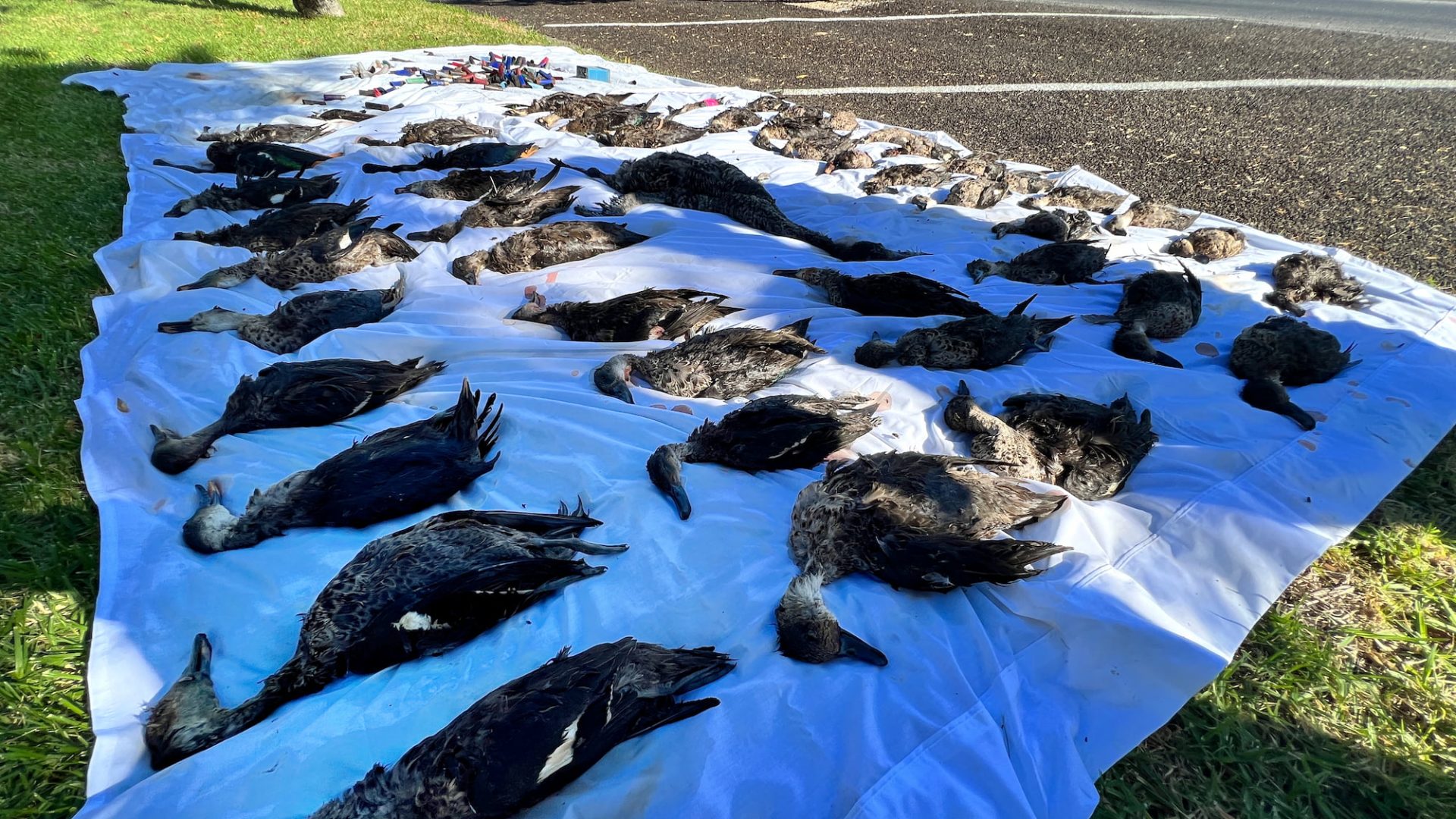 A display of the ducks who were shot and left by shooters on just one wetland. There are rows of ducks and other birds, laying lifeless on a white sheet.