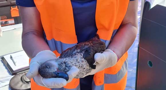 A blue-winged shoveler who was shot lies lifeless in the hands of a Wildlife Victoria vet.