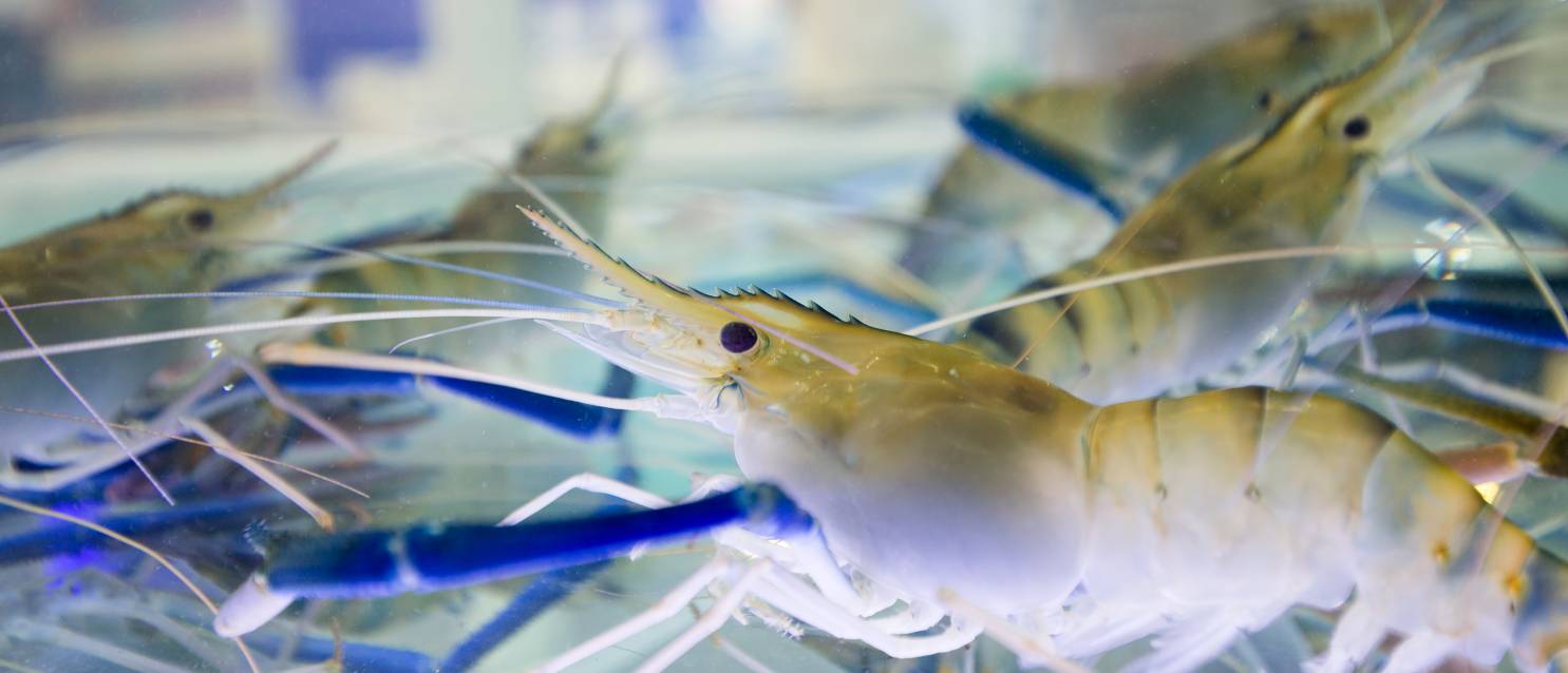 Prawn industry: Stop cutting eyes off live prawns
