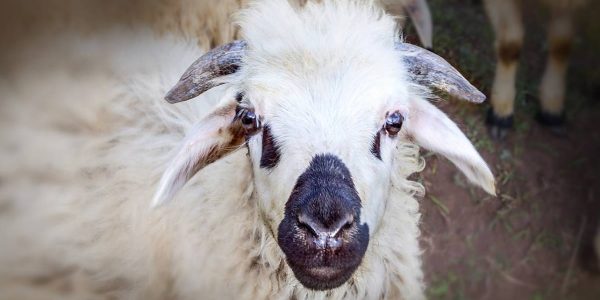 Romanian Sheep looking towards the camera