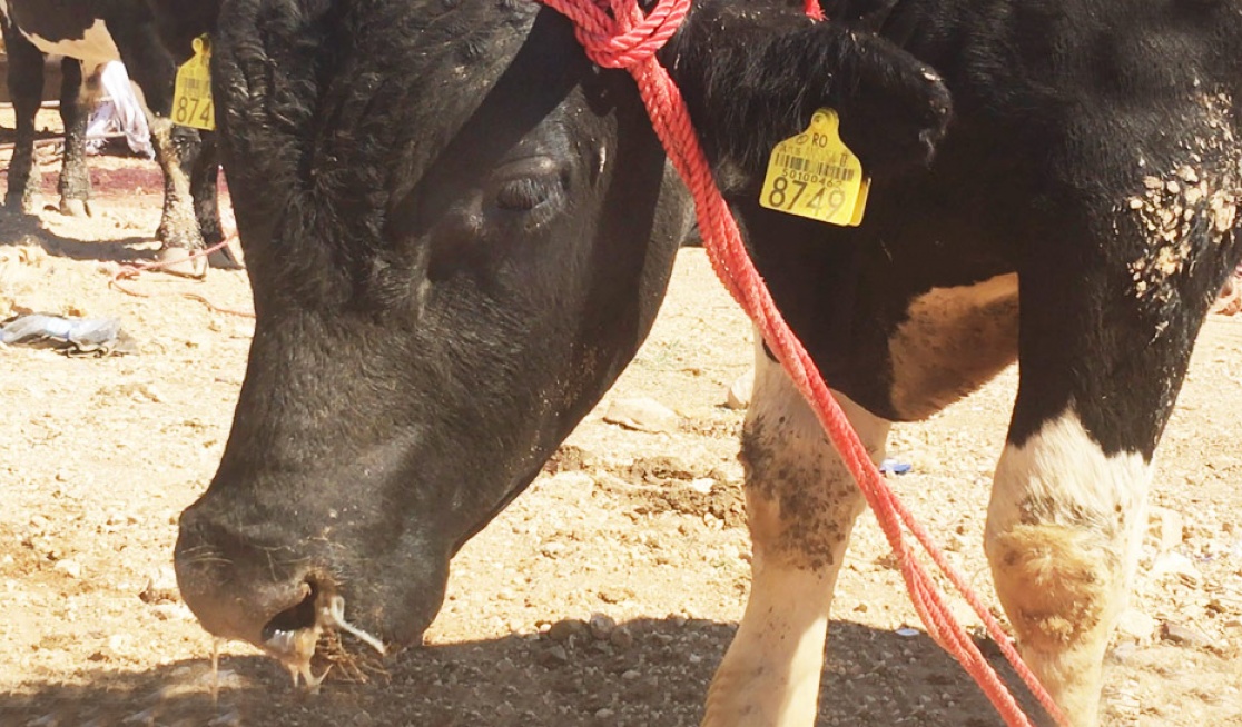 A very sad looking bull with yellow ear tag