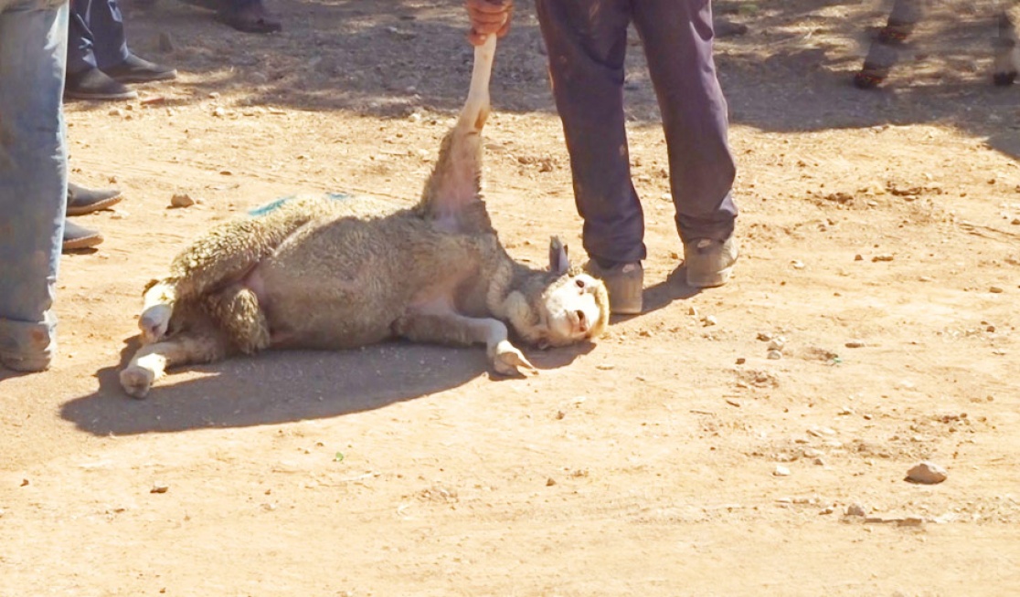 A very stressful looking sheep being dragged on ground for slaughter