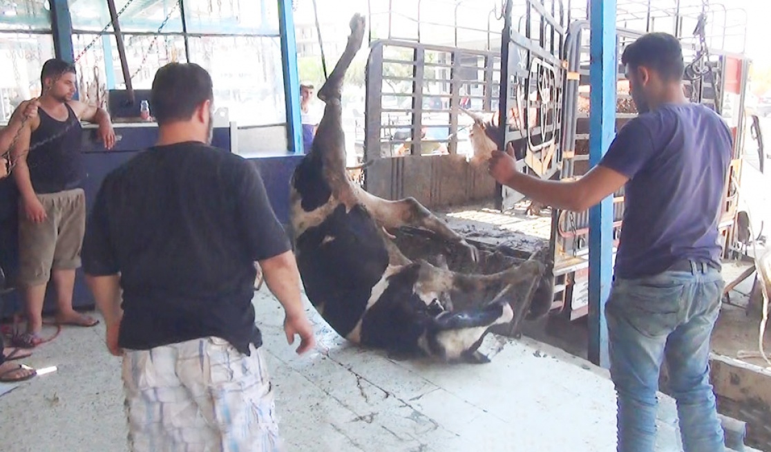 A live bull being hoisted by single leg while being taken to slaughterhouse