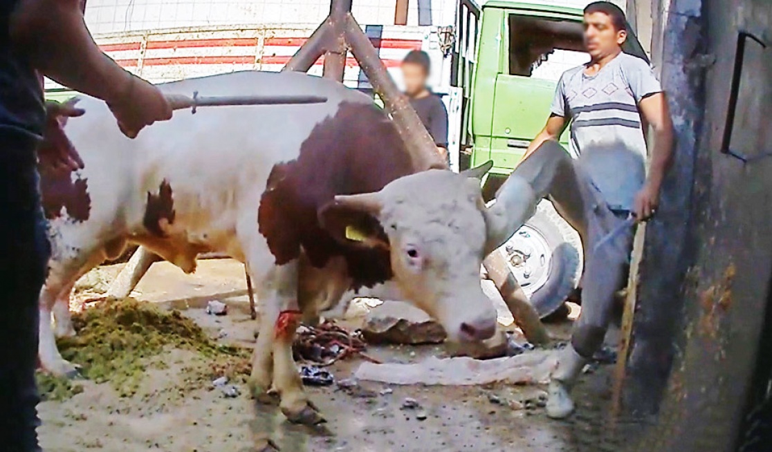 A young bull being kicked by a man