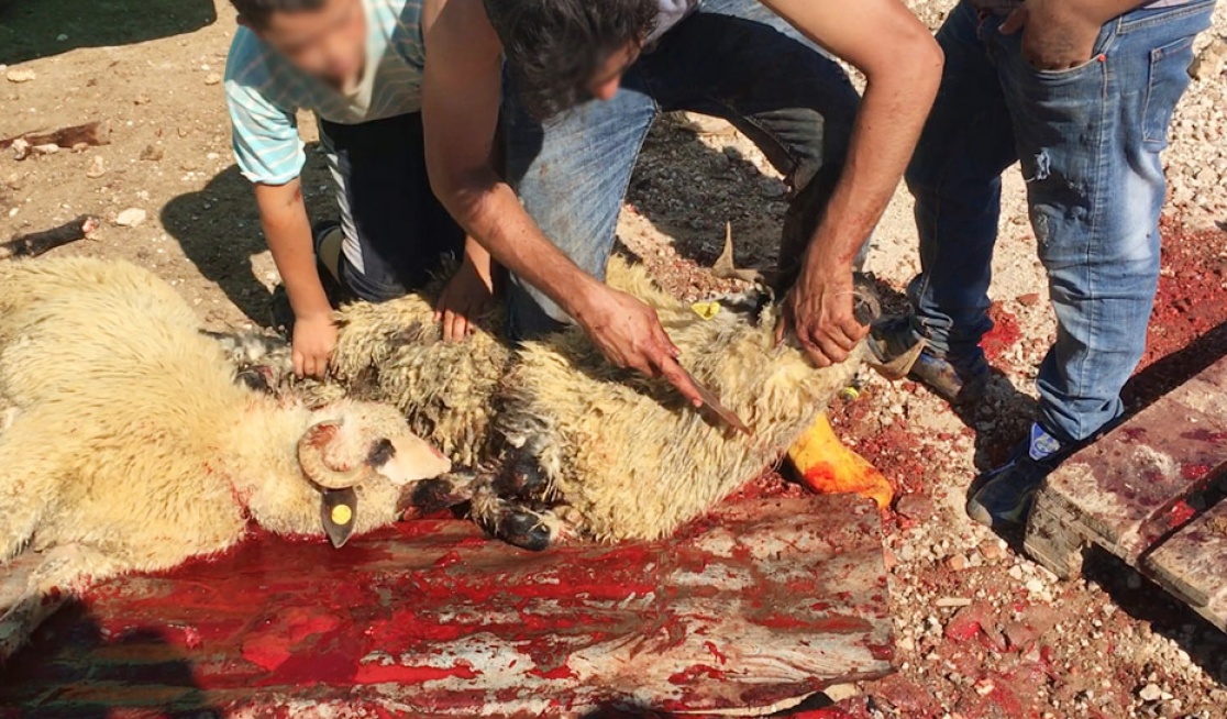 Two Romanian sheep being slaughtered with knife