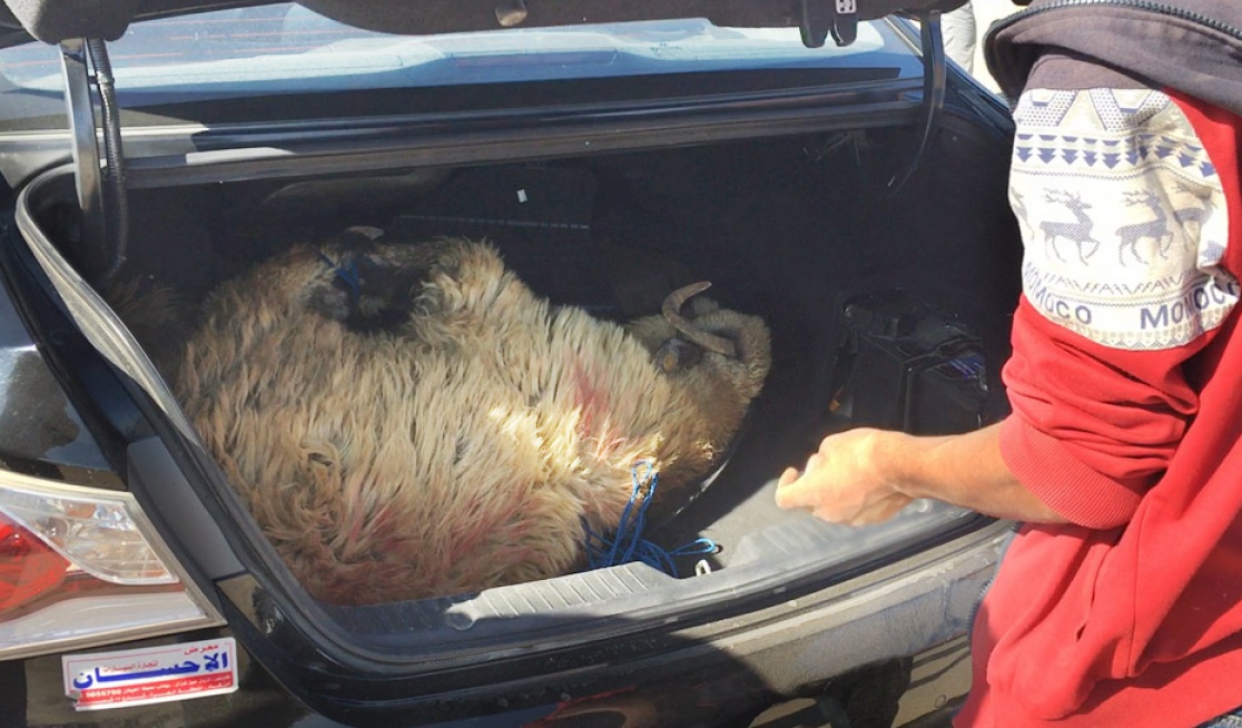 A sheep in the car boot with legs tied