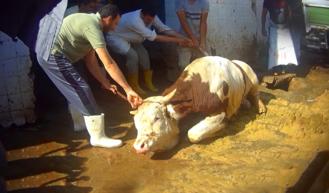 A bull with bleeding from mouth being pulled violently into slaughterhouse