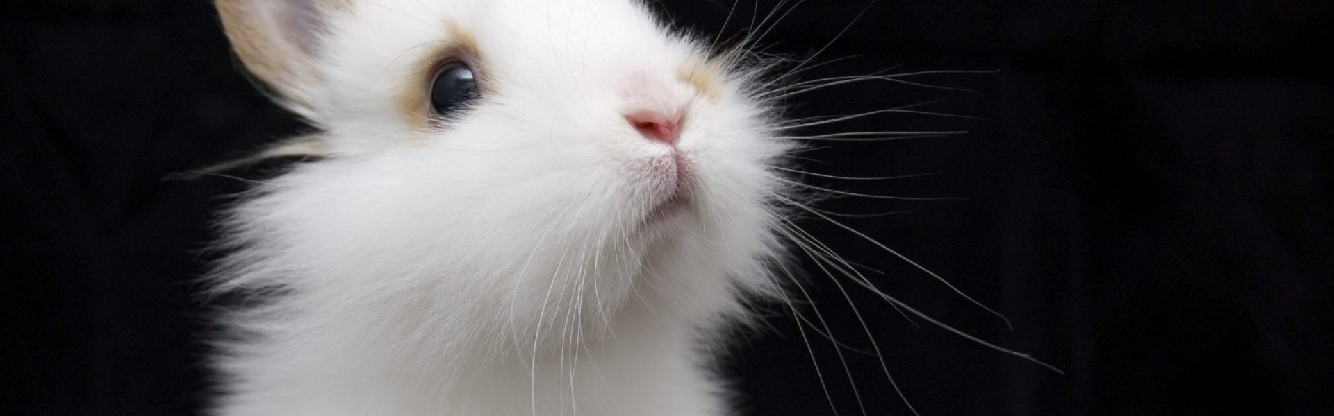 Animal testing: how to spot it — and how to avoid it! | Animals Australia