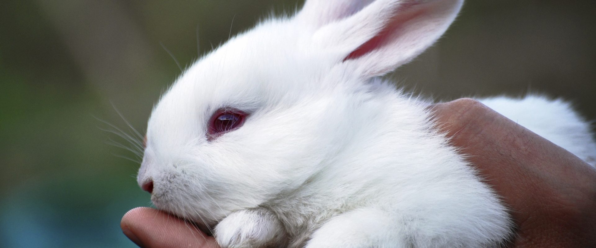 Pledge to choose cruelty-free cosmetics and household products | Animals  Australia
