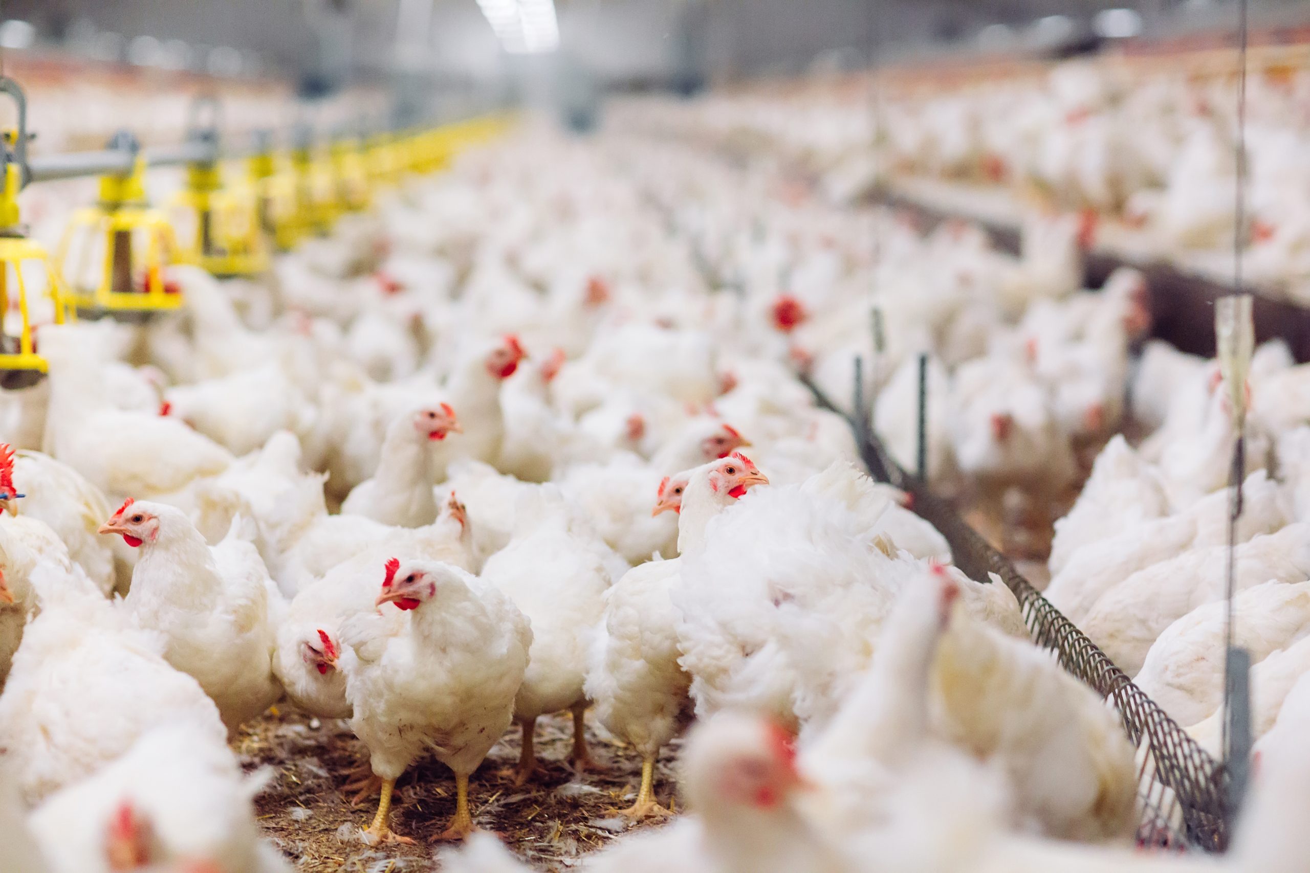 ACCC takes chicken industry to court | Animals Australia