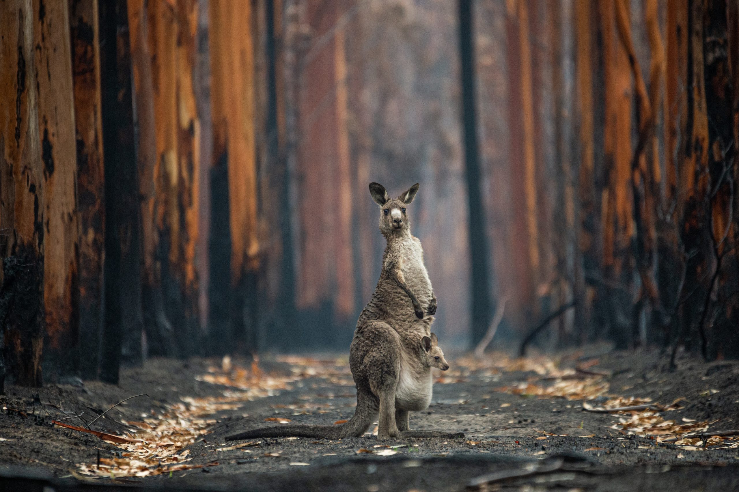 Our impact | Animals Australia