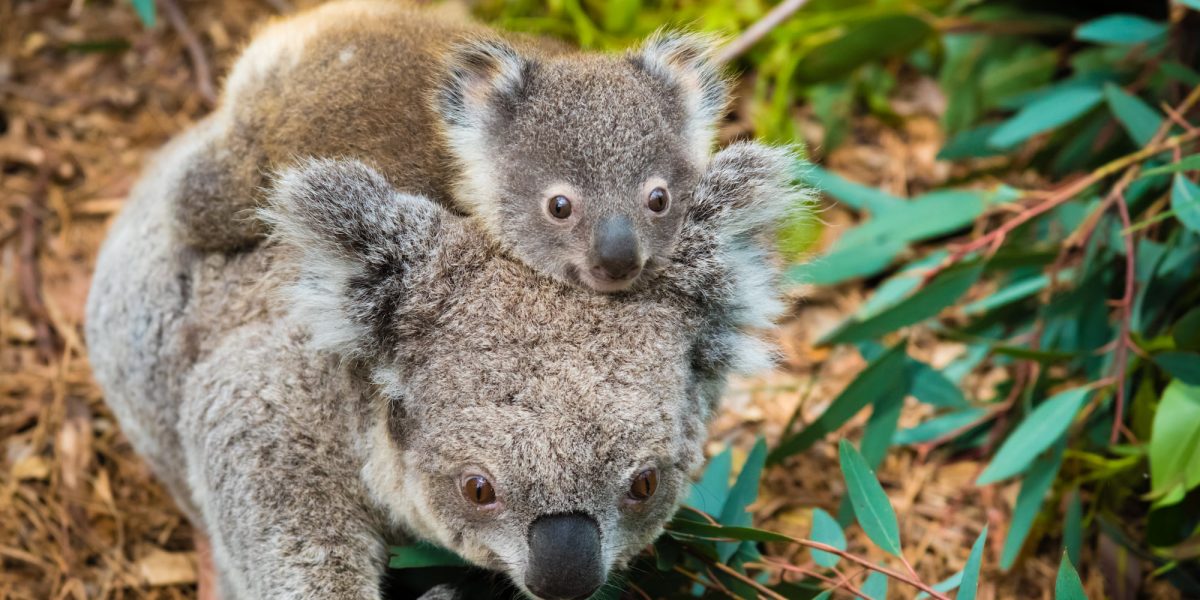 A baby koala clings to the back of their mother, as she walks across eucalyptus leaves on the bush floor