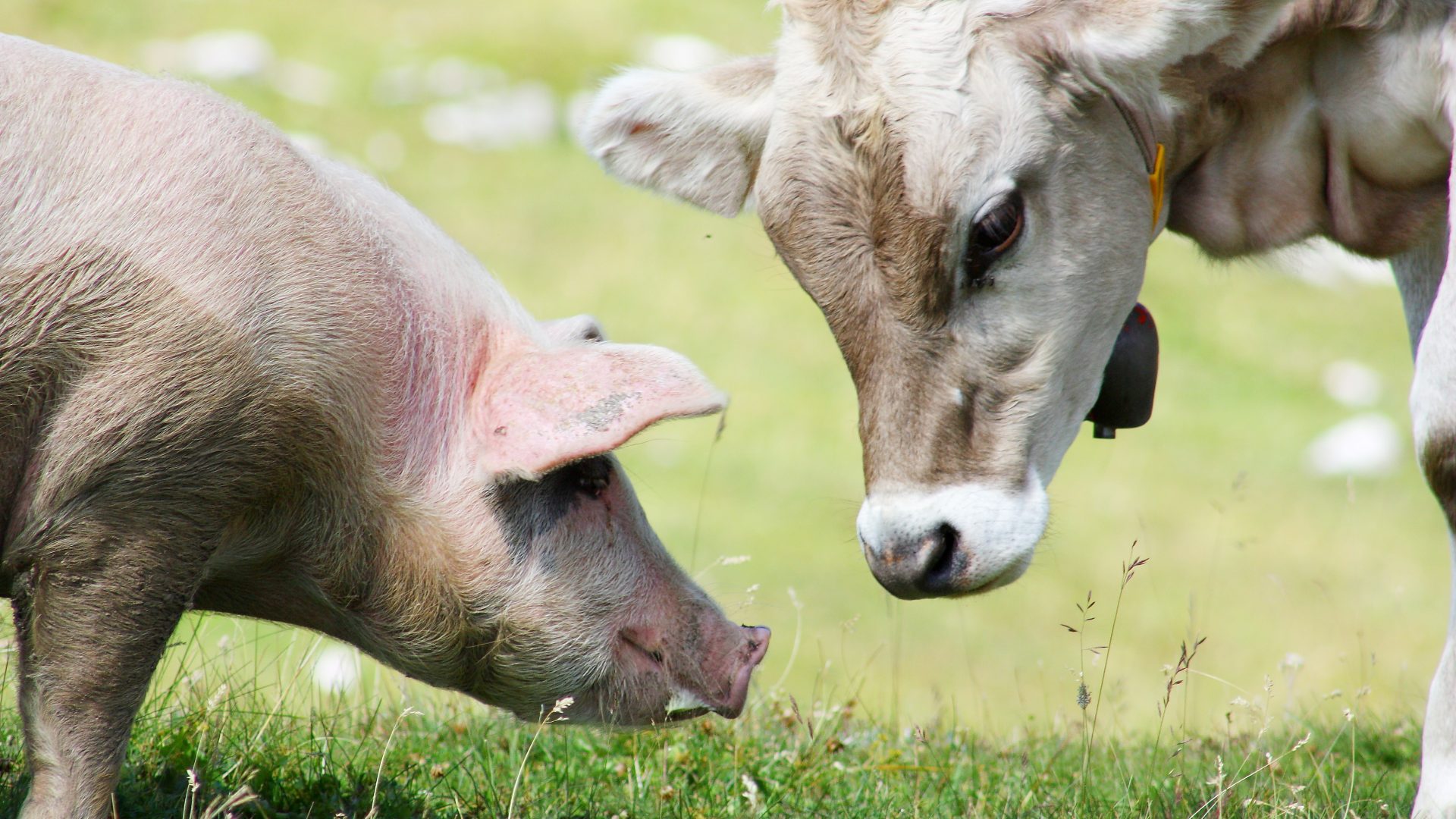 A young cow and pig standing together facing each other in green field