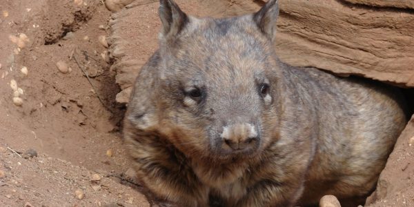 A southern hairy nosed wombat sitting