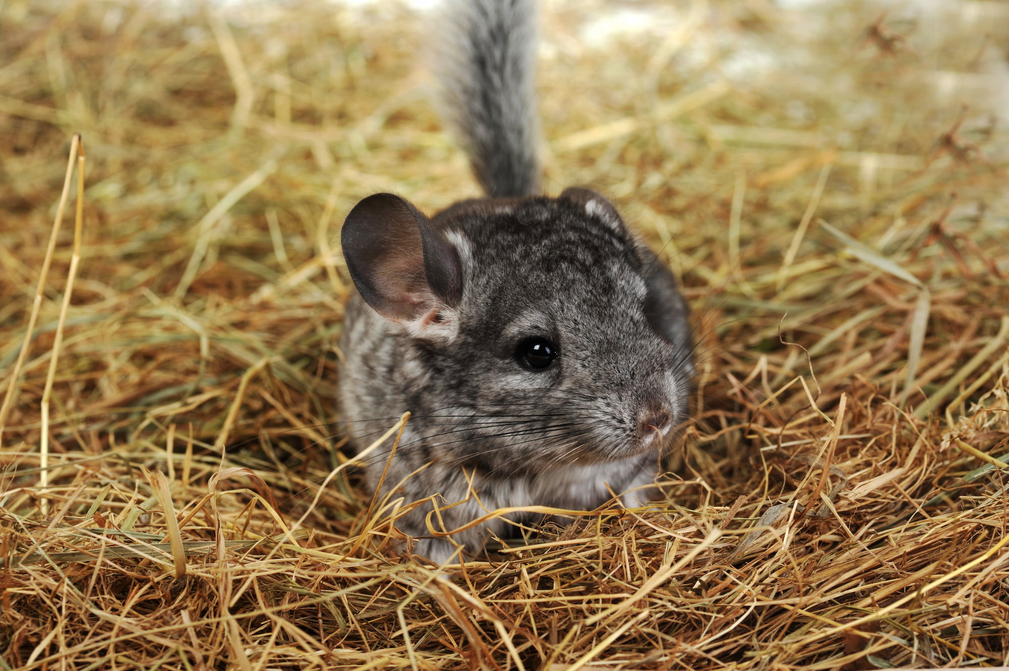 Chinchilla rescue: from fur farms to fur-ever homes! | Animals Australia