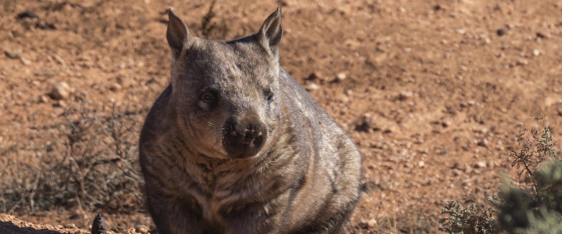 Help protect Australia's endangered native animals! | Animals Australia