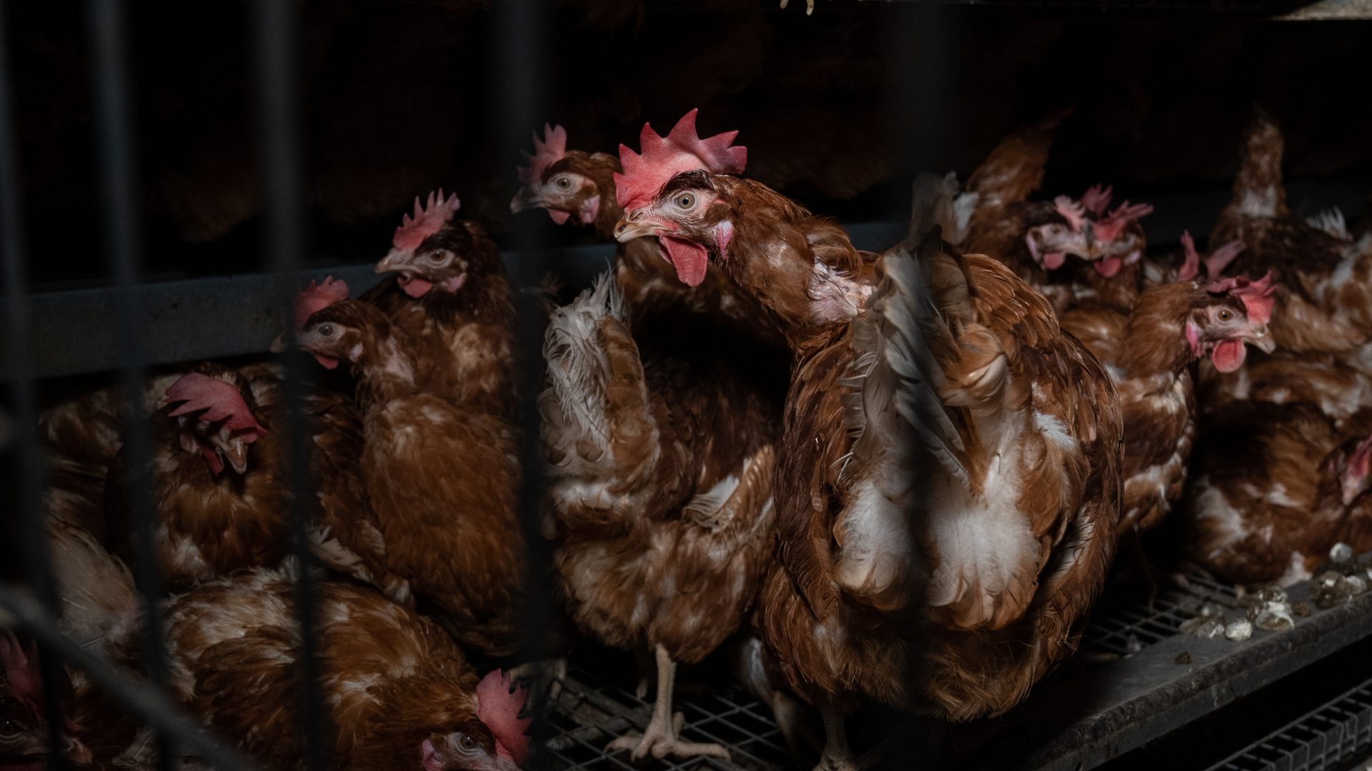 Hens / chickens in the neighboring shed to one which was destroyed by a fire in Australia, killing the 45,000 hens inside.