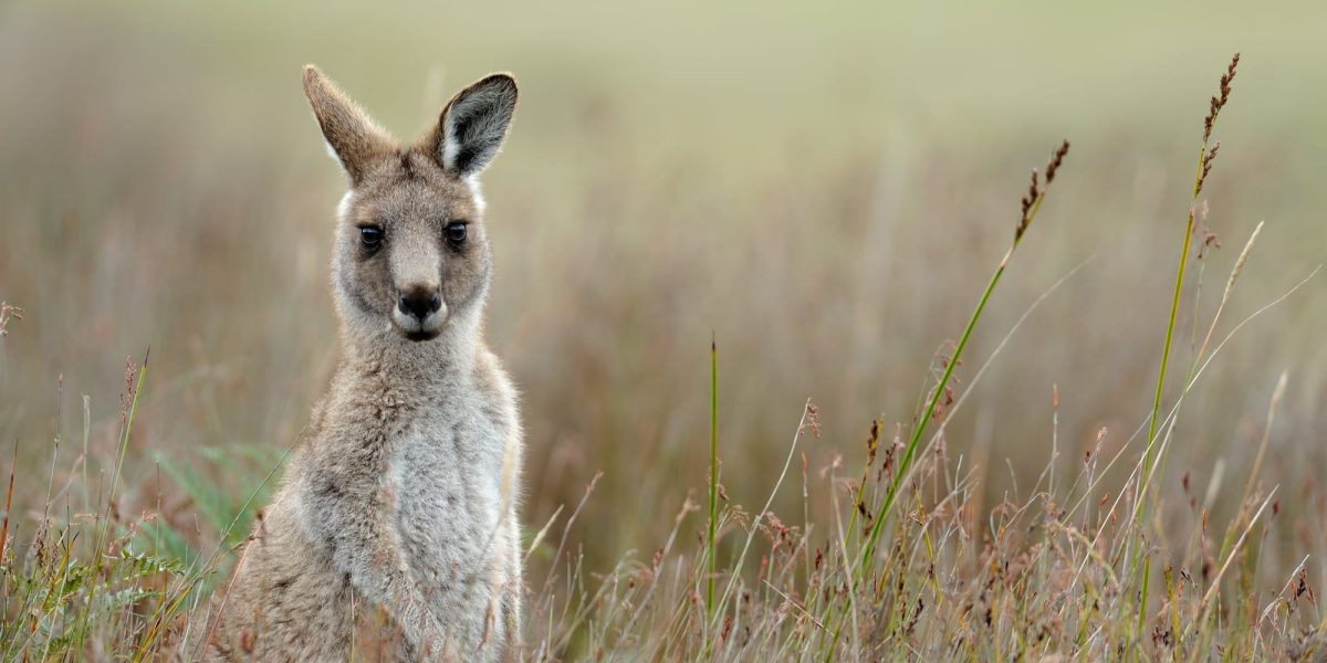 A kangaroo looks at the camera, ears perked up, standing in long grass.
