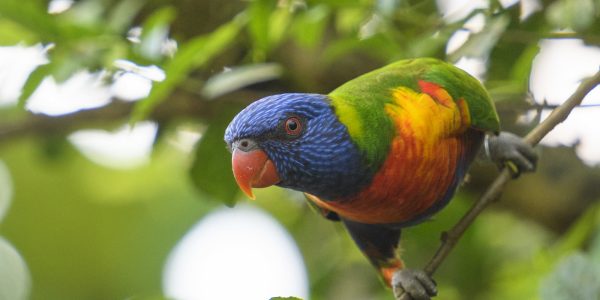 Rainbow Lorikeet peers down at the camera from a thin tree branch.