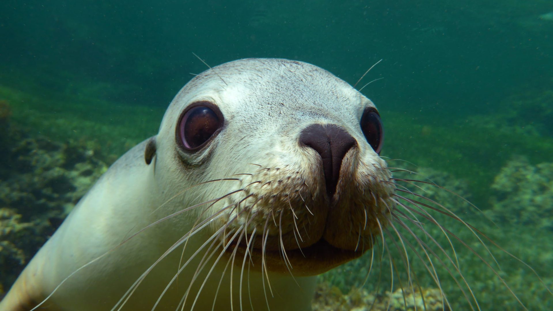 A closeup of a curious sea lion with the reef in background.