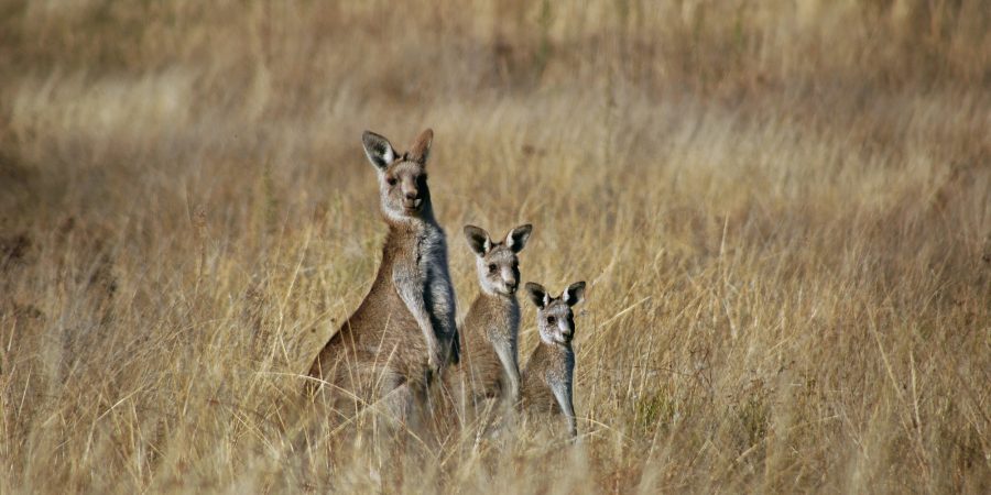 Animals Australia joins the International Kangaroo Protection Alliance |  Animals Australia