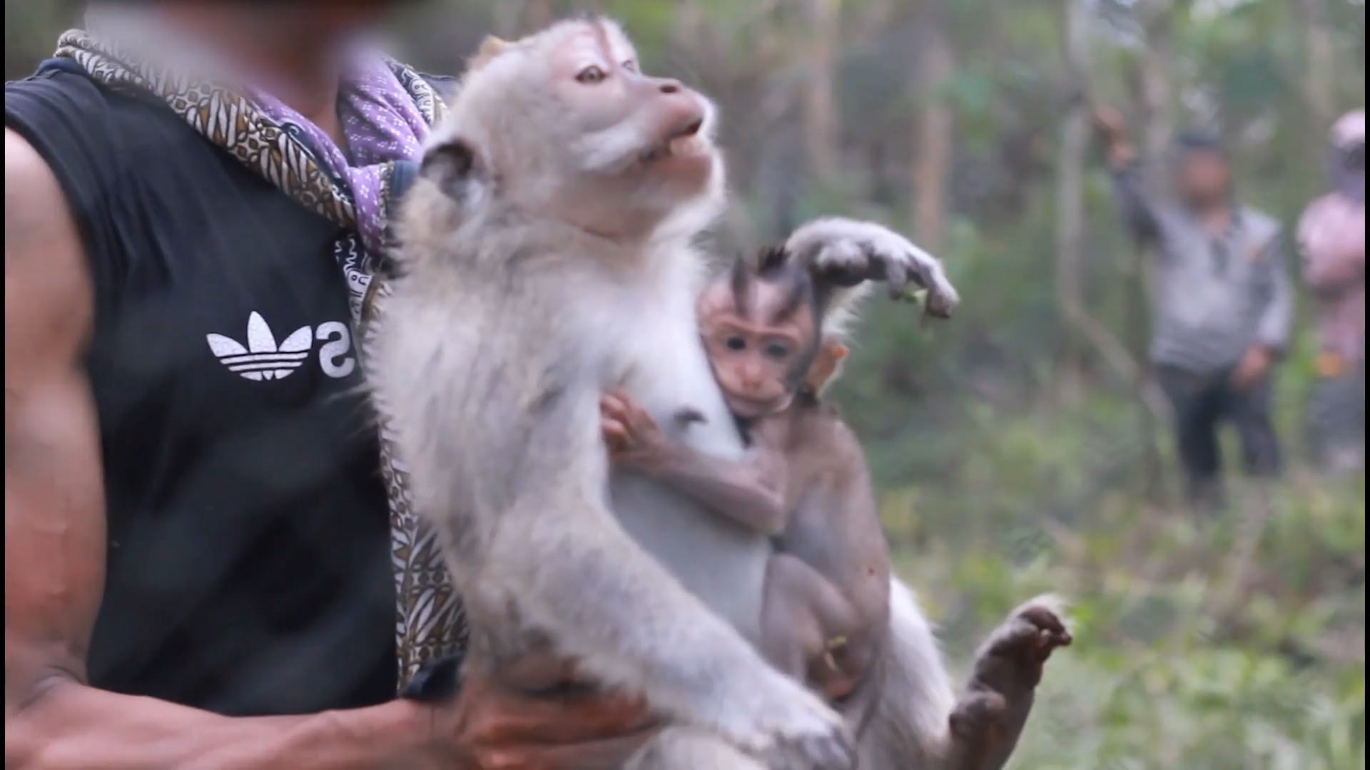 A monkey and her baby who is holding onto her tightly are being carried by a person who is taking them from the wild.